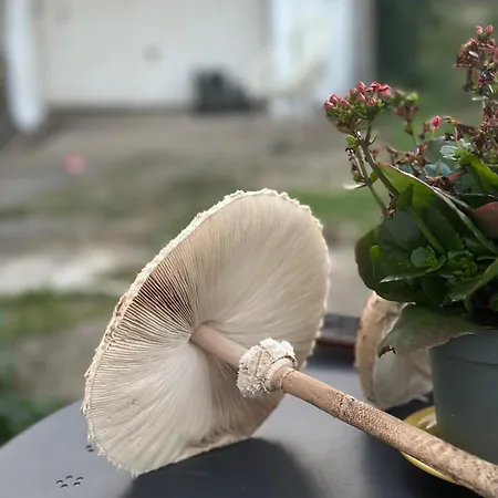 A Cozy In Nyaraló *