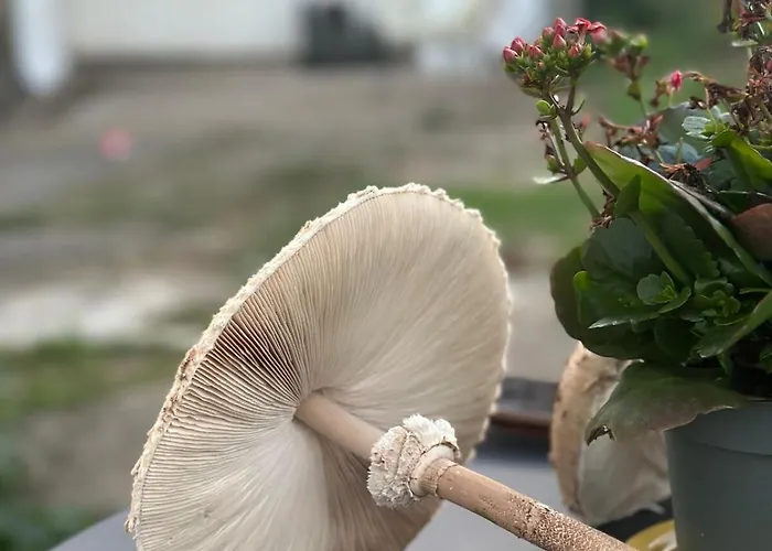 A Cozy In 度假居 *